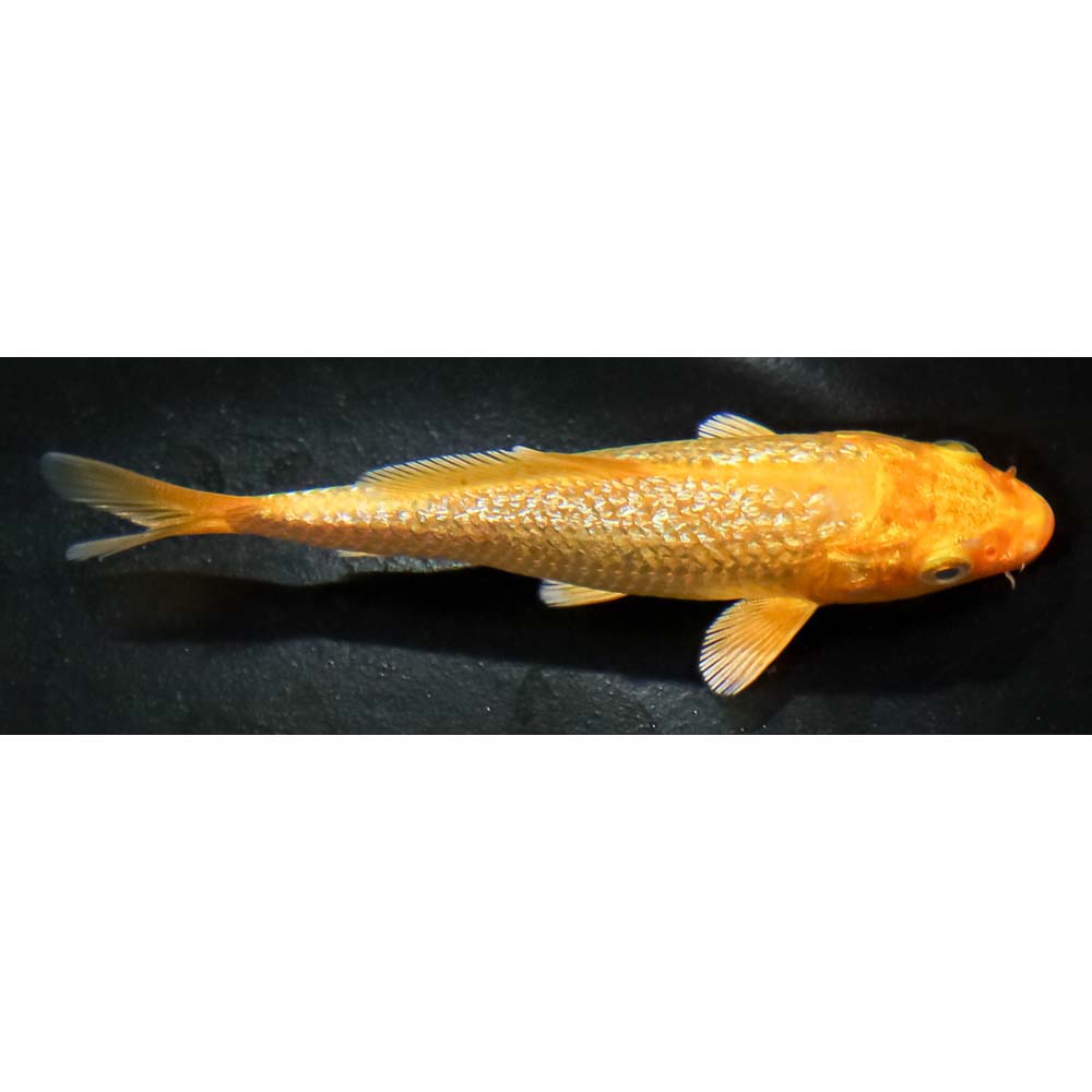 4 Gin Rin Orenji Ogon Koi Fish For Sale