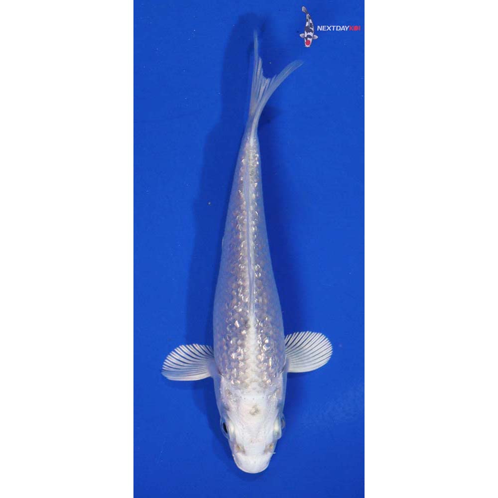 Imported Gin Rin Platinum Ogon Koi Fish For Sale