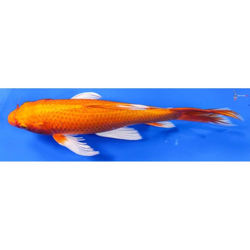 9 Imported Orenji Ogon Butterfly Koi Koi Fish For Sale