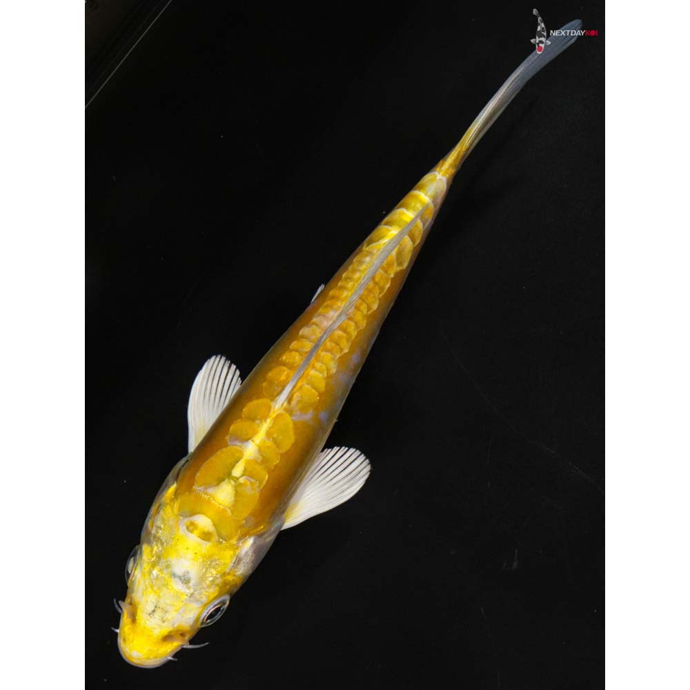 5 Imported Doitsu Yamabuki Ogon Koi Fish For Sale