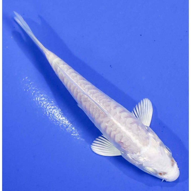 4 Imported Armor Scaled Platinum Ogon Koi Fish For Sale