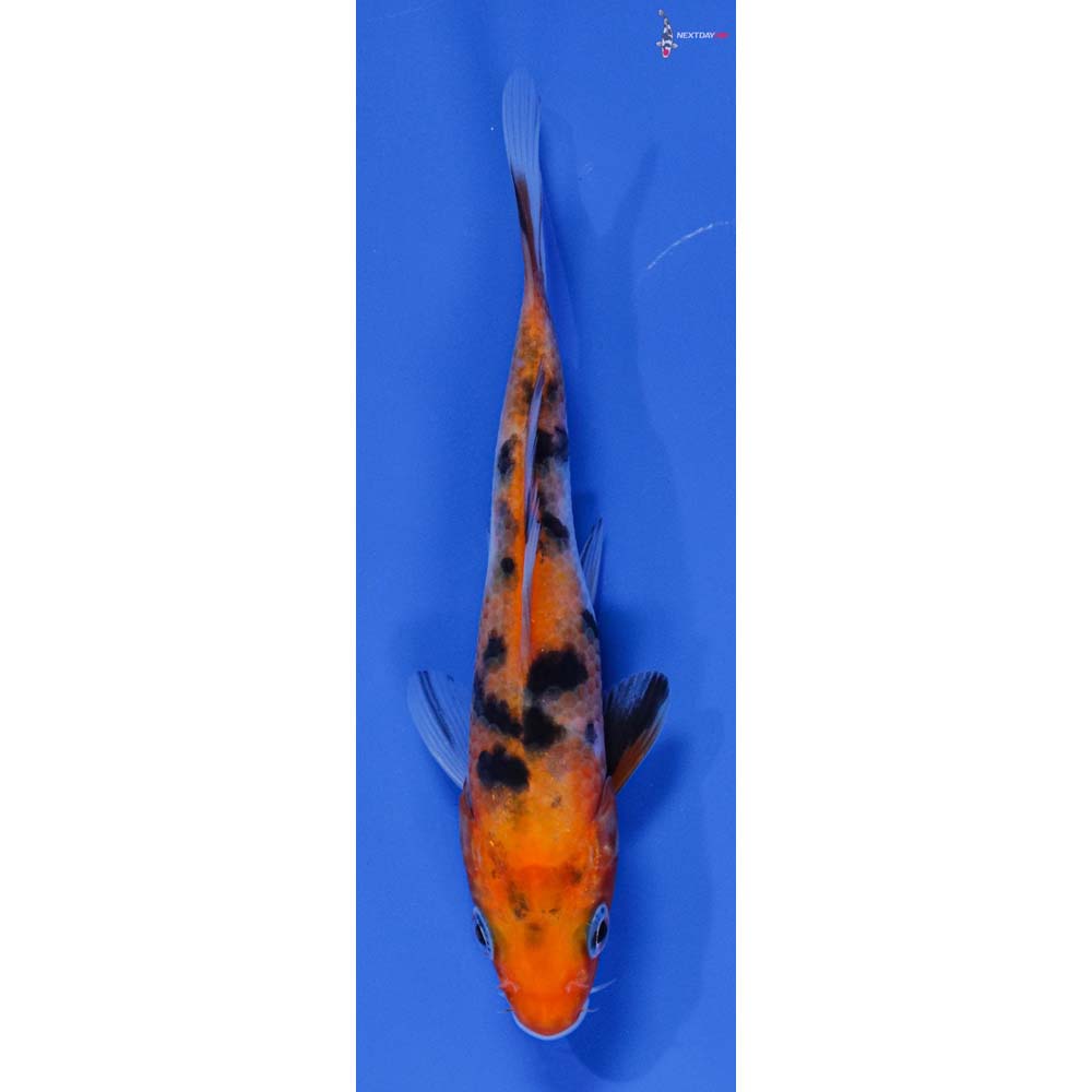 Imported Sanke Koi Fish For Sale