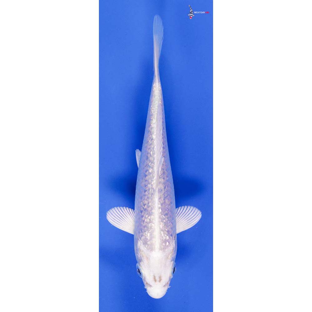 5 Imported Gin Rin Platinum Ogon Koi Fish For Sale