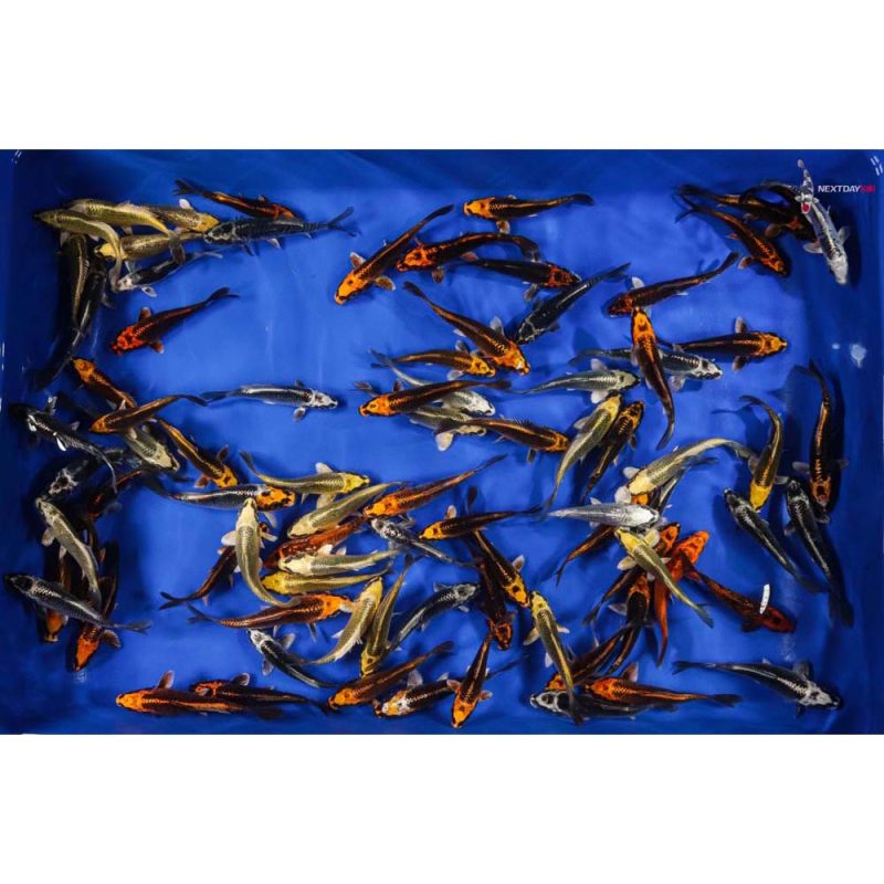 4 5 Imported Skeleton Koi Mix Koi Fish For Sale