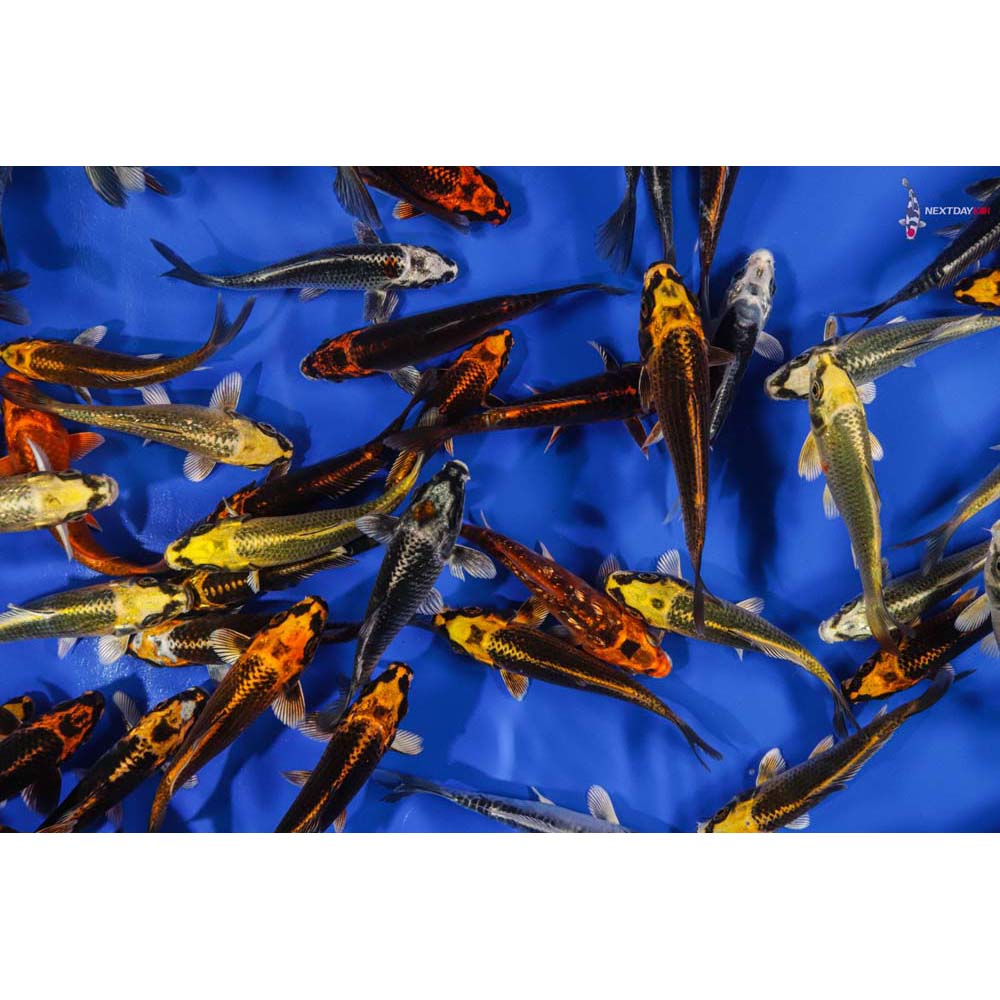 4 5 Imported Skeleton Koi Mix Koi Fish For Sale