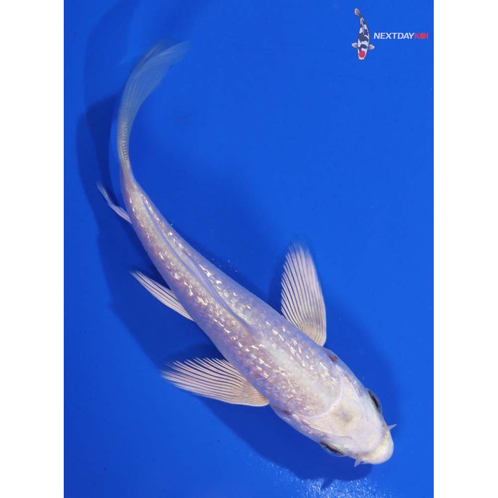 Imported Gin Rin Platinum Ogon Butterfly Koi Koi Fish For Sale