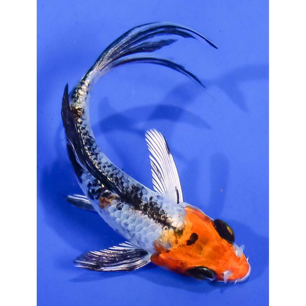 Imported Yamato Nishiki Butterfly Koi Koi Fish For Sale