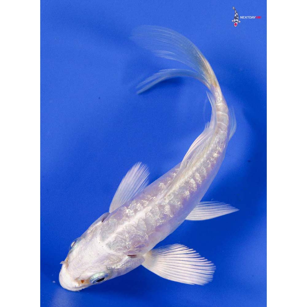 Imported Doitsu Gin Rin Platinum Ogon Butterfly Koi Koi Fish For Sale