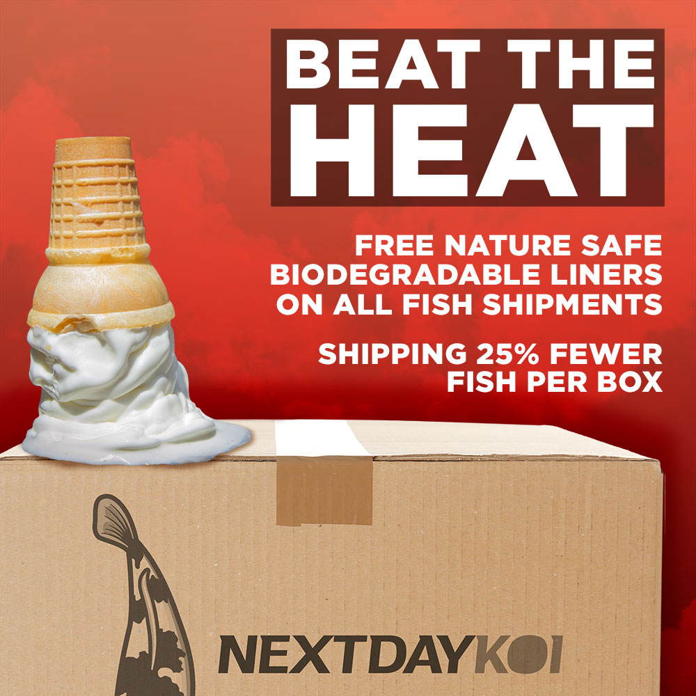 Next Day Koi Koi Fish For Sale