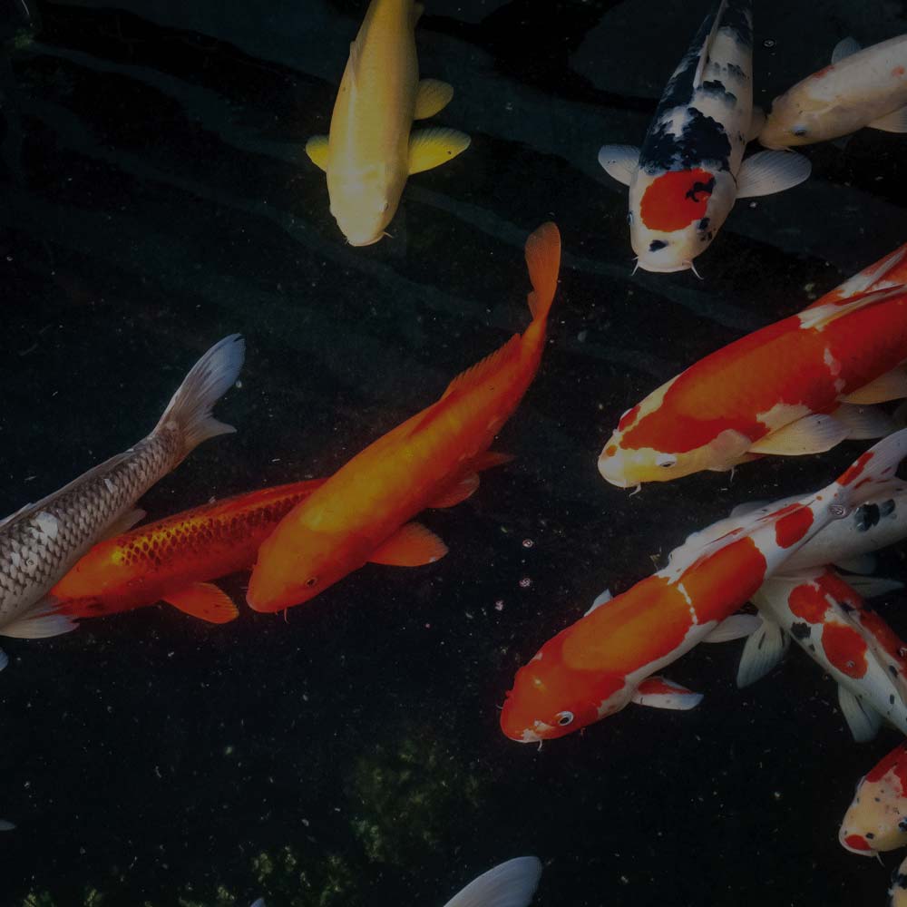 Next Day Koi Koi Fish For Sale