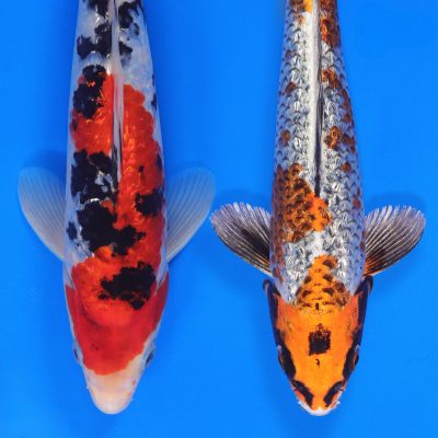 Shop Koi