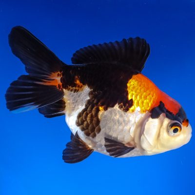Shop Goldfish