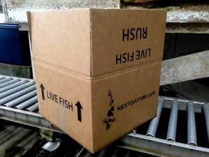 cardboard live fish shipping box