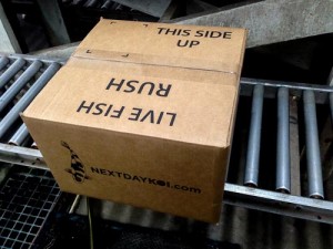 box for shipping live fish