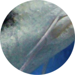 Koi fish barbels