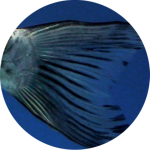 Koi fish caudal fin