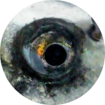 Koi fish eye