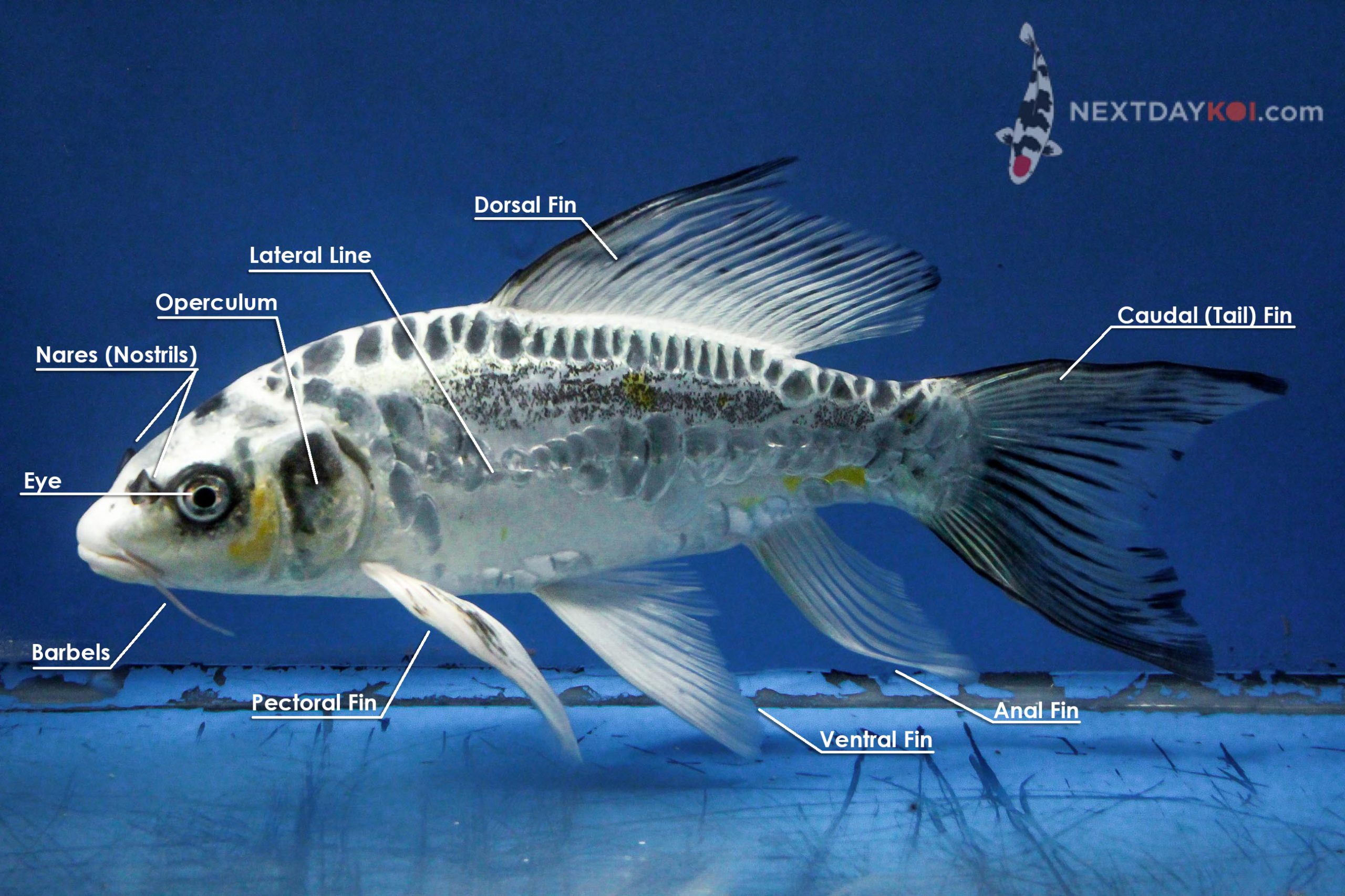 Koi Fish Anatomical labels