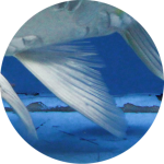 Koi fish ventral fin