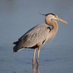 Blue Heron are designed for eating fish
