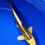 Kin Matsuba Koi Fish