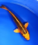 Orenji Matsuba Koi Fish