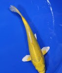 Yamabuki Ogon Koi Fish