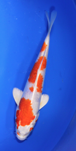 Hariwake Hikarimoyo Koi fish