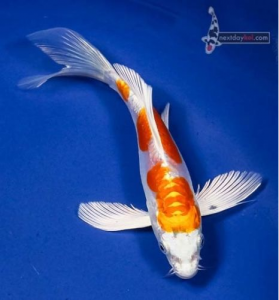 Kikusui Hikarimoyo koi fish with butterfly fins