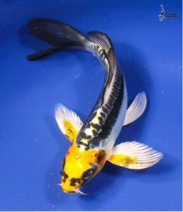 Kin Kikokuryu Hikarimoyo koi fish