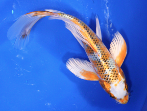 Kujaku Hikarimoyo koi fish