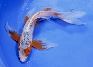 Butterfly Asagi Koi Fish