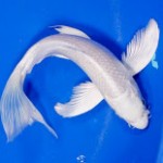 Platinum Ogon Butterfly Koi Fish