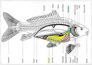 Diagram of Koi Fish: Digestive Organs in Color 