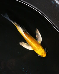 Yamabuki Doitsu butterfly koi fish