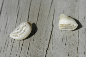 Koi fish teeth used for digestion
