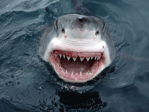 Great White Shark head out of water