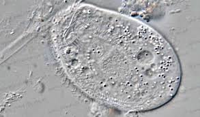 Single chilodonella in a microscope
