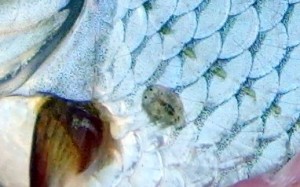 Fish lice attached to a fish