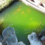 Phytoplantronic green water pond