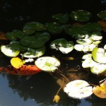Koi under lily pads in the shade