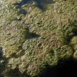 String Algae on a pond surface