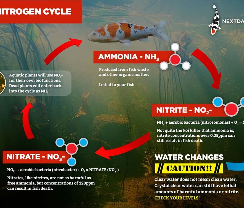 Water Quality And The Nitrogen Cycle In Your Koi Pond | Next Day Koi