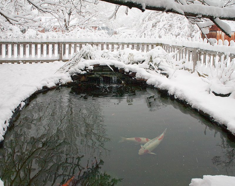 Mother Nature - Overwintering Ponds & Pond Fish