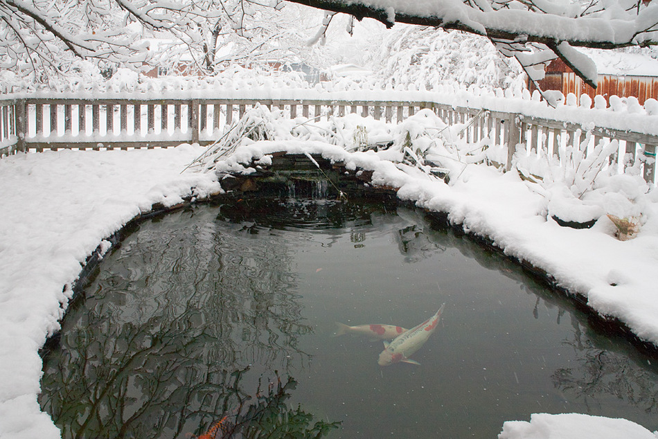 How to Keep Koi Pond from Freezing: Winter Care Tips