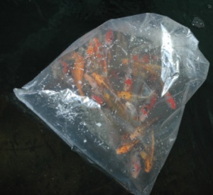 bag of koi floating on pond surface