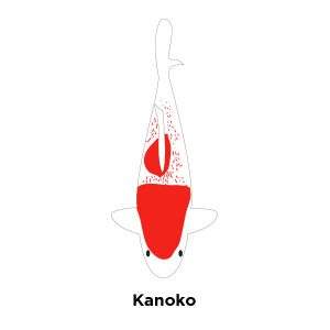 Kanoko Kohaku 