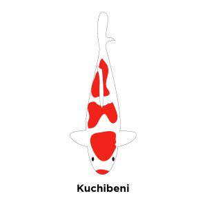 Kuchibeni Kohaku
