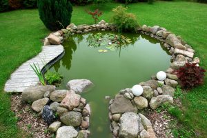 Green water in a koi pond