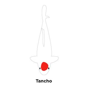 Tancho Kohaku